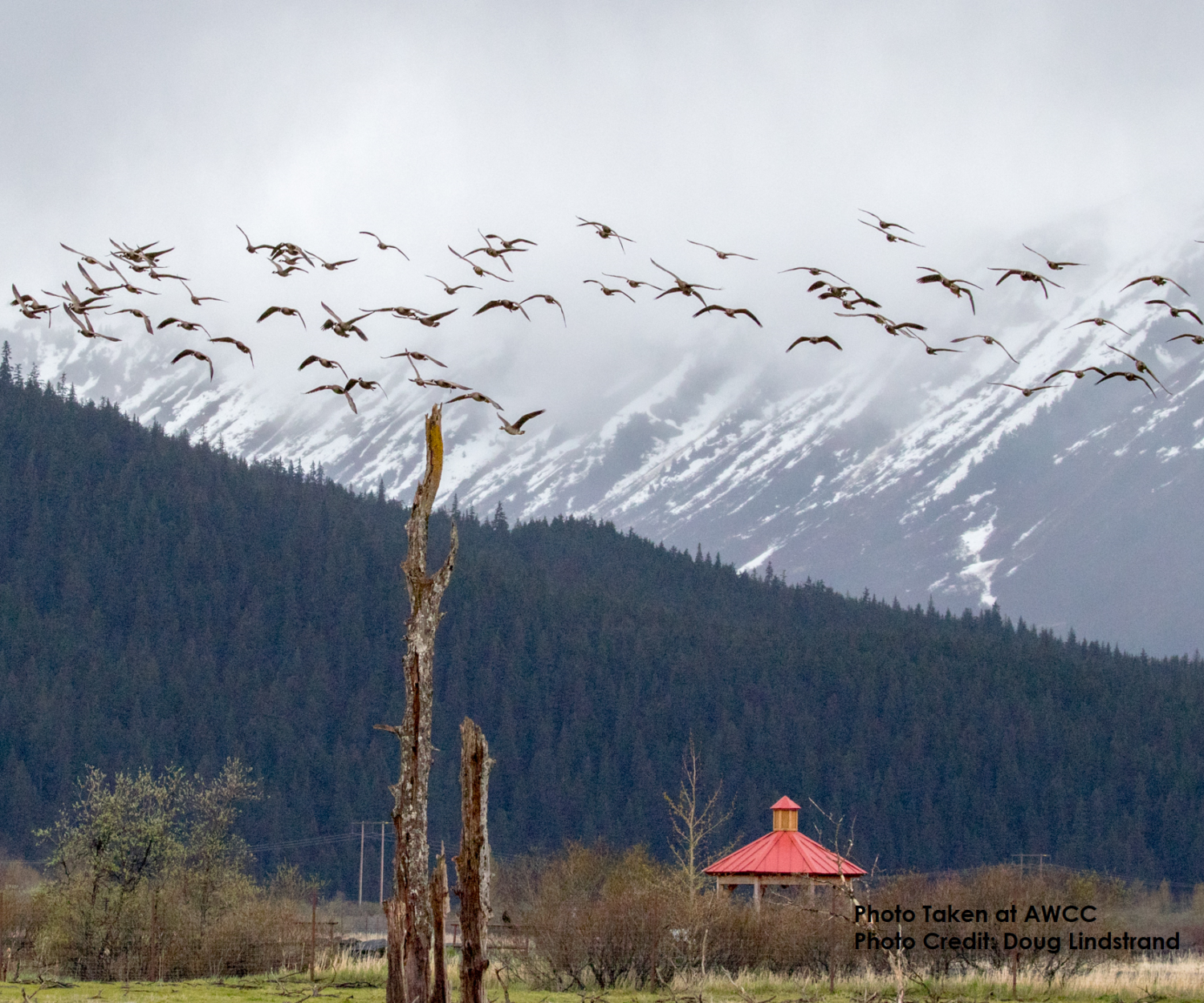 A flock of geese fly over the gazebo at the Alaska Wildlife Conservation Center