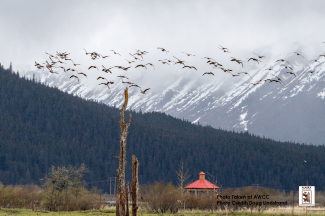 A flock of geese fly over the gazebo at the Alaska Wildlife Conservation Center