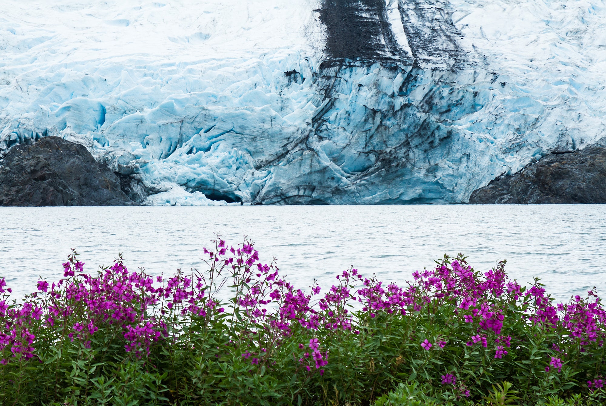 The calving face of Portage Glacier is viewed from the edge of Portage Lake with many pink sweet pea wildflowers in the foreground.